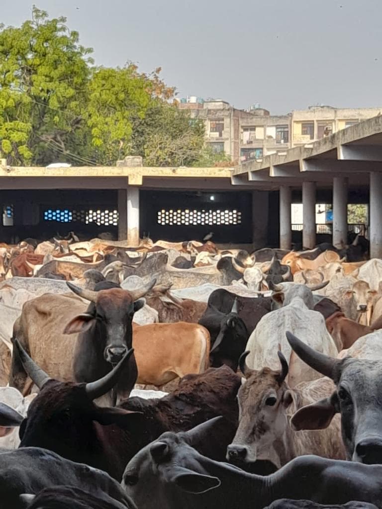 [Gaushala name]