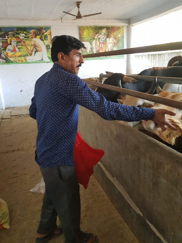 Gau seva and roti collection